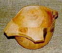 Cedro Cedrela sp.