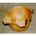 Cedro Cedrela sp.