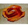 Eucaliptus sp.