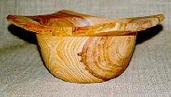 Japanese Cipreste "Sugi"