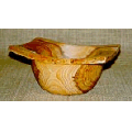 Japanese Cipreste "Sugi"