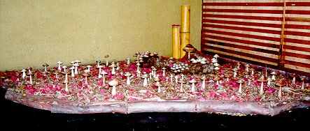 More Mushrooms