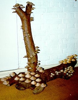 More Mushrooms