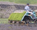 the rice planting machine in action.