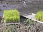 seedlings in the trays ready to be put into the machine