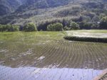 field after machine planting