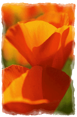 poppies
