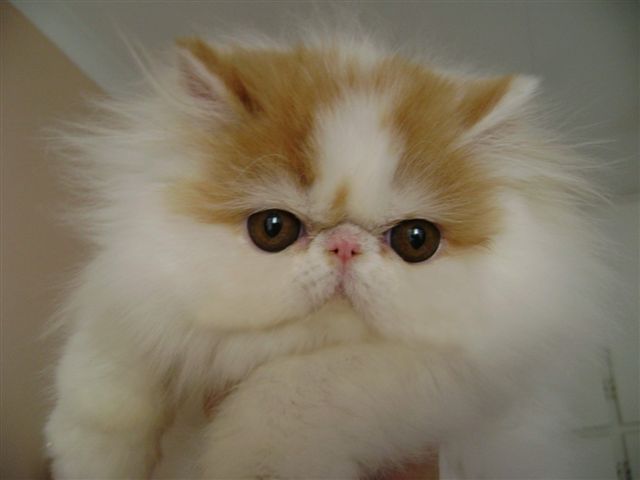 GC Fabuls Frankly, My Dear of Flamboyant X GC Chattapaws Puddin 'n Pie of Flamboyant, DM