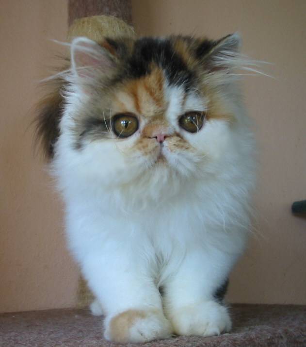 Tp Sp Ch, NW Flamboyant Nemo L'Meur X GC Flamboyant Faerie Belle L'Meur