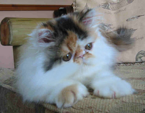 Calico Tabby Harlequin female