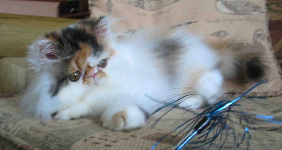 Calico Tabby Harlequin female