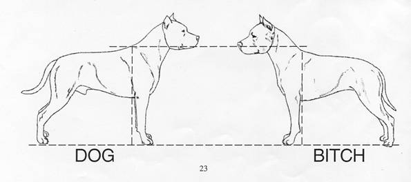 american staffordshire terrier standard