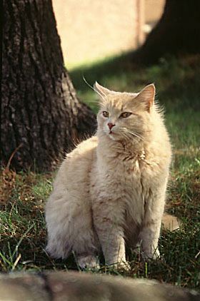 photo Champagne, le chat