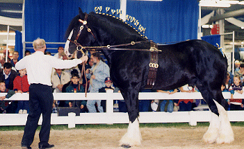&copy Quinte Shire Farm