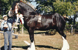 &copy Quinte Shire Farm