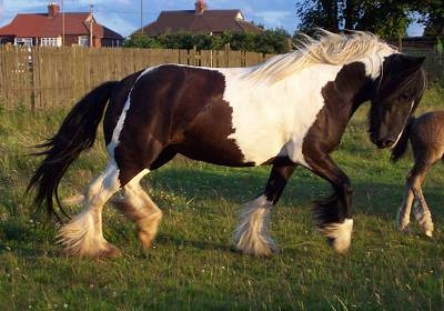 &copy Gypsy Horses