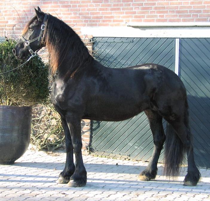 &copy Friesians 4 All