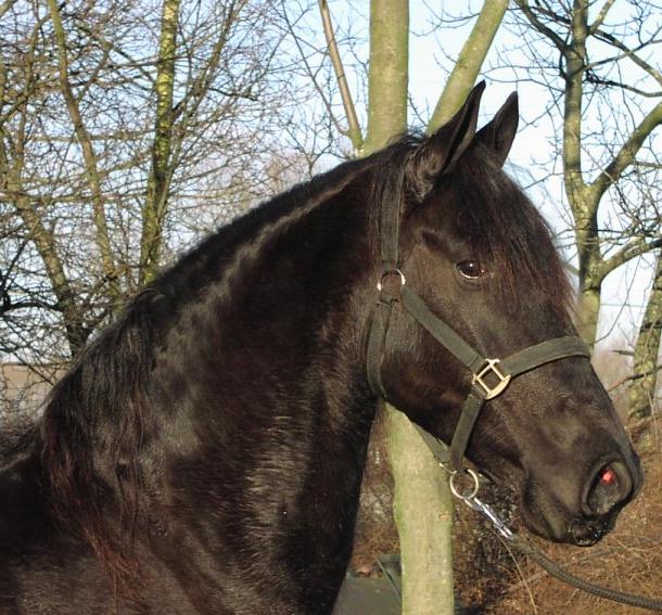 &copy Friesians 4 All