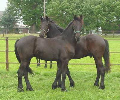 &copy Friesians 4 All
