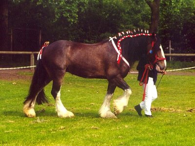 &copy Sherwood Shires