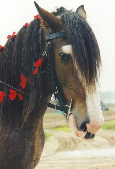 &copy Sherwood Shires