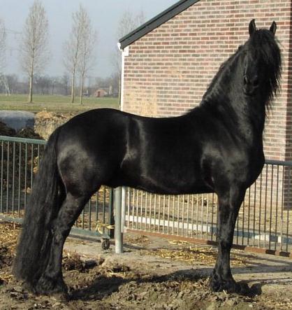 &copy Friesians 4 All