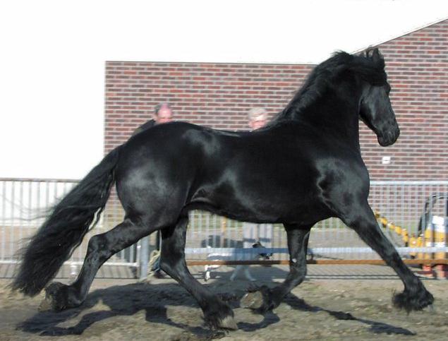&copy Friesians 4 All