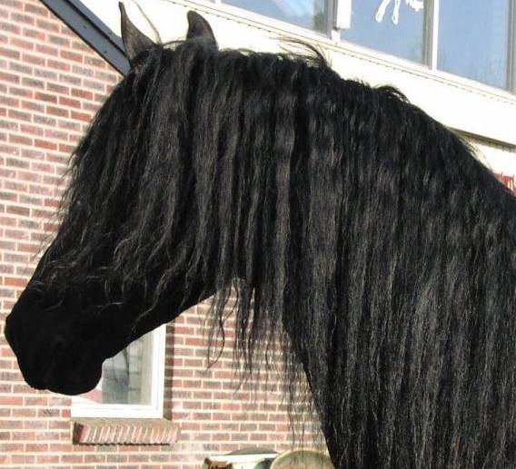 &copy Friesians 4 All