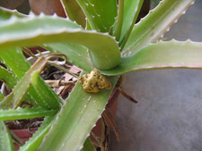 aloe