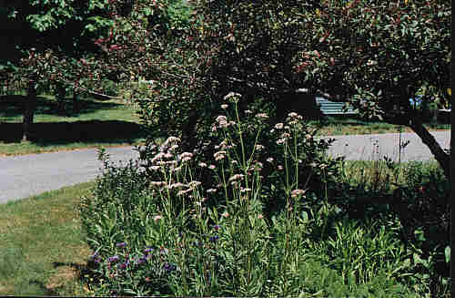 Valerian in flower...a nervine and antispasmodic herb