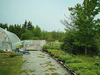entrance to the greenhouse and selection of plants for sale