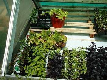 herbs for sale