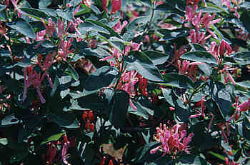 pink honeysuckle.jpg
