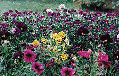 pansies & violas.jpg