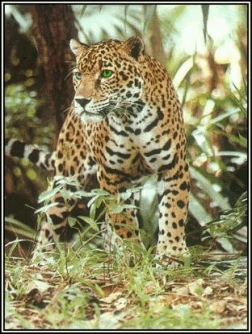 jaguar.jpg