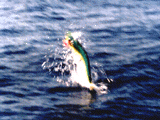 Love those dolphin!