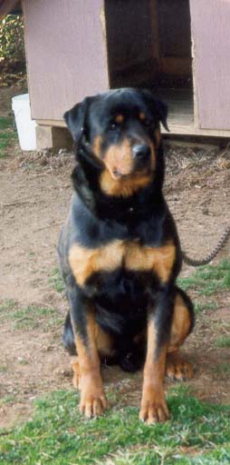  my rottweiler