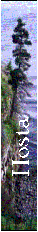 Zone de Texte:          Hosta 