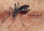 Aedes aegypti