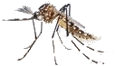 Mosquito transmissor da Dengue