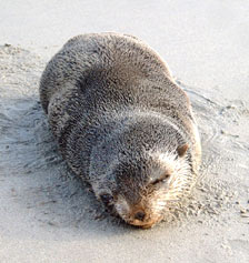 Sub-Antarctic Fur Seal