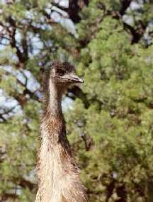 Emu close-up