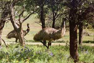 Emus at Rawnsley Park