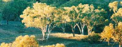First sunlight on gum trees