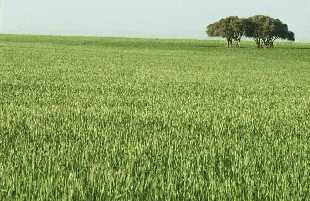 In a Crystal Brook wheat field