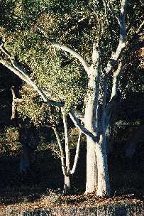 Very early sunlight on a gum tree