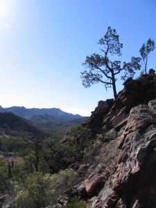 Tree in Parachilna Gorge 2