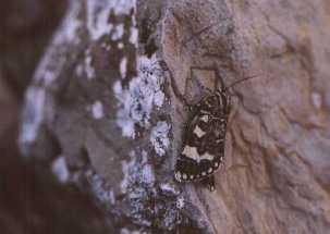 Moth on rock