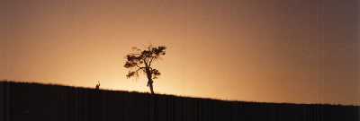 Sunrise silhouette