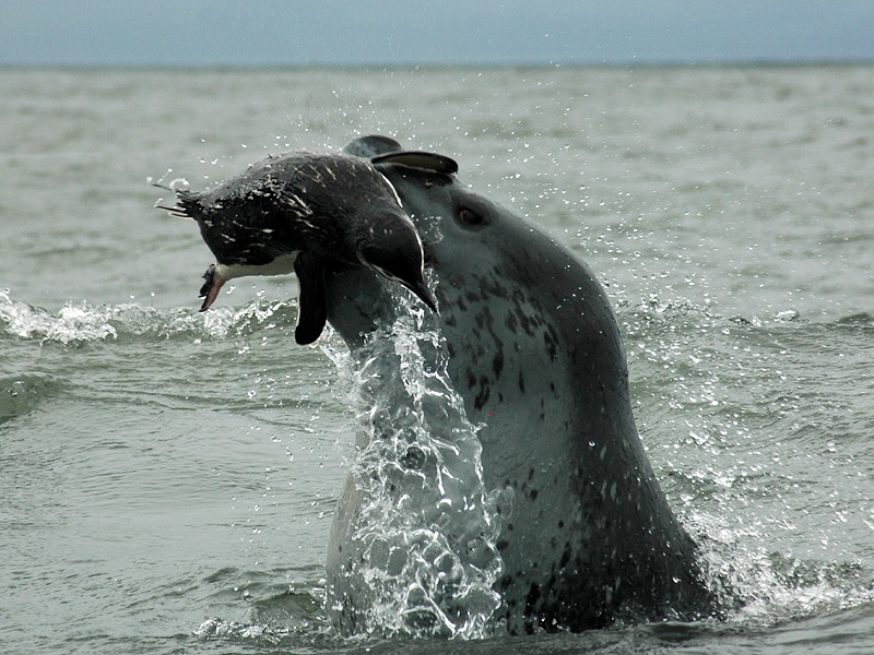 Seal Playing